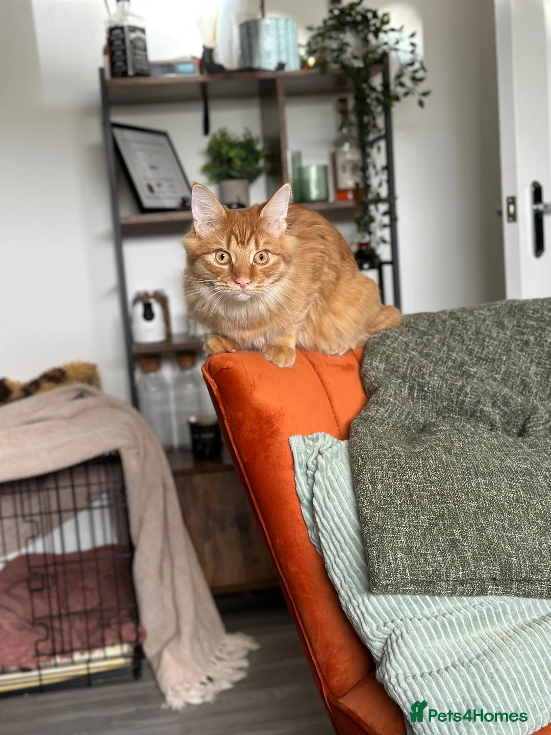 Maine Coon cats for sale: Maine Coon for re-homing. male ginger Maine coon - Advert 9