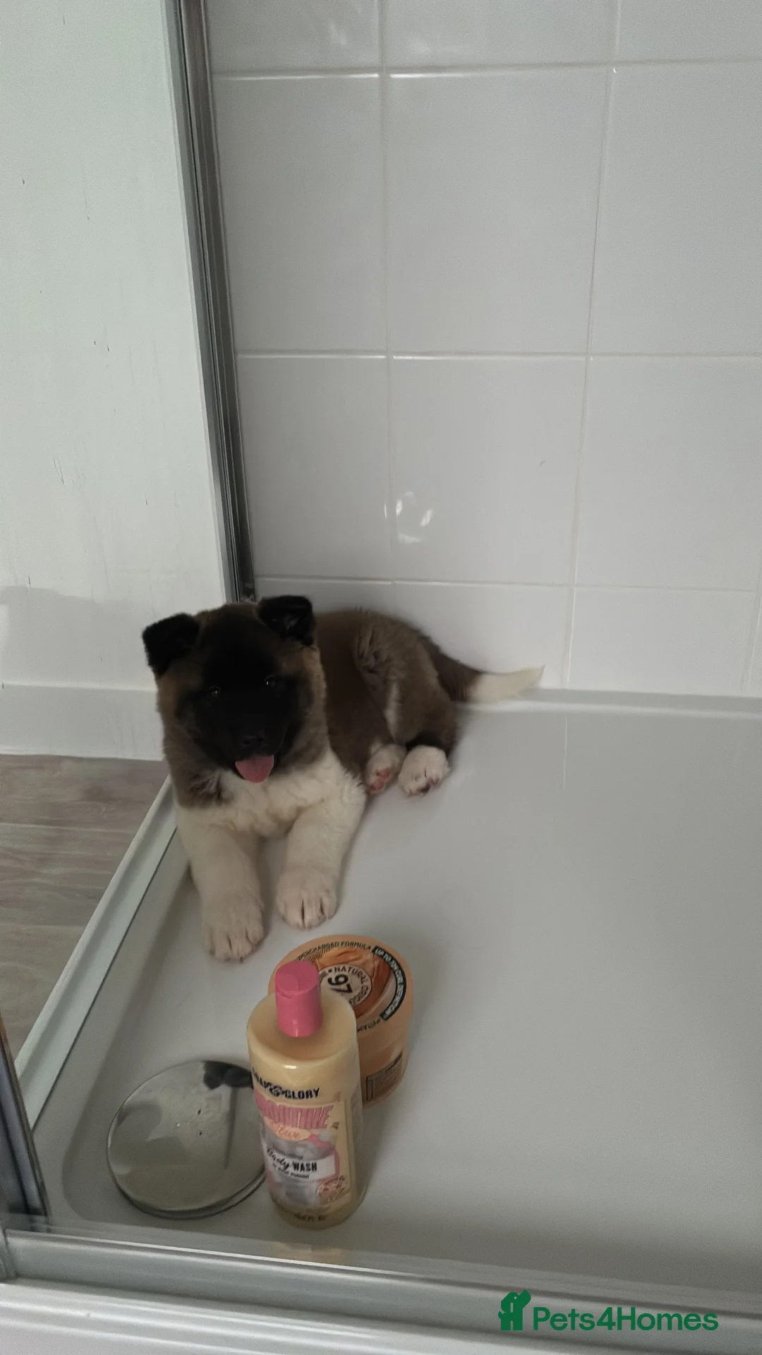 Akita dogs for sale: Likkle Sweetheart Akita Pup - Advert 2