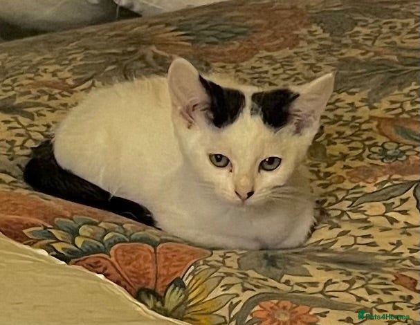 Mixed Breed cats 3 gorgeous little kittens, robust and full of fun - Advert 1