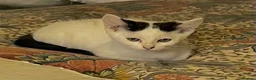 Mixed Breed cats for sale: 3 gorgeous little kittens, robust and full of fun in Devizes - Advert 1
