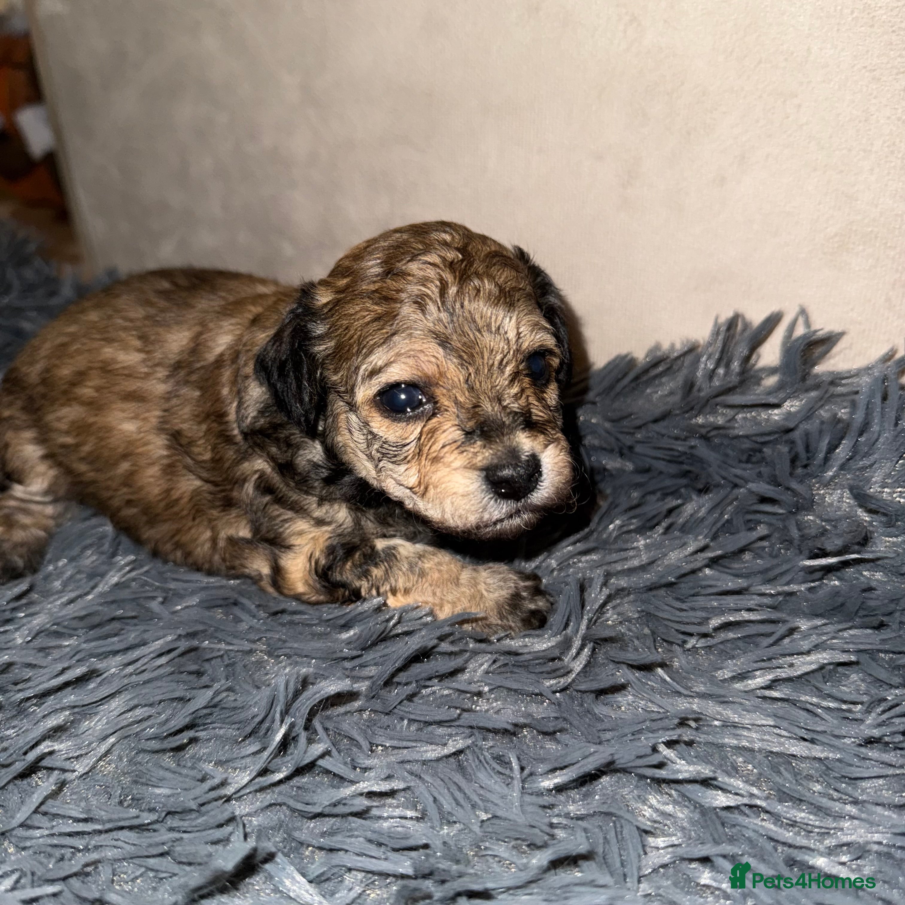 Maltipoo dogs Beautiful F1 maltipoo pups - Advert 16