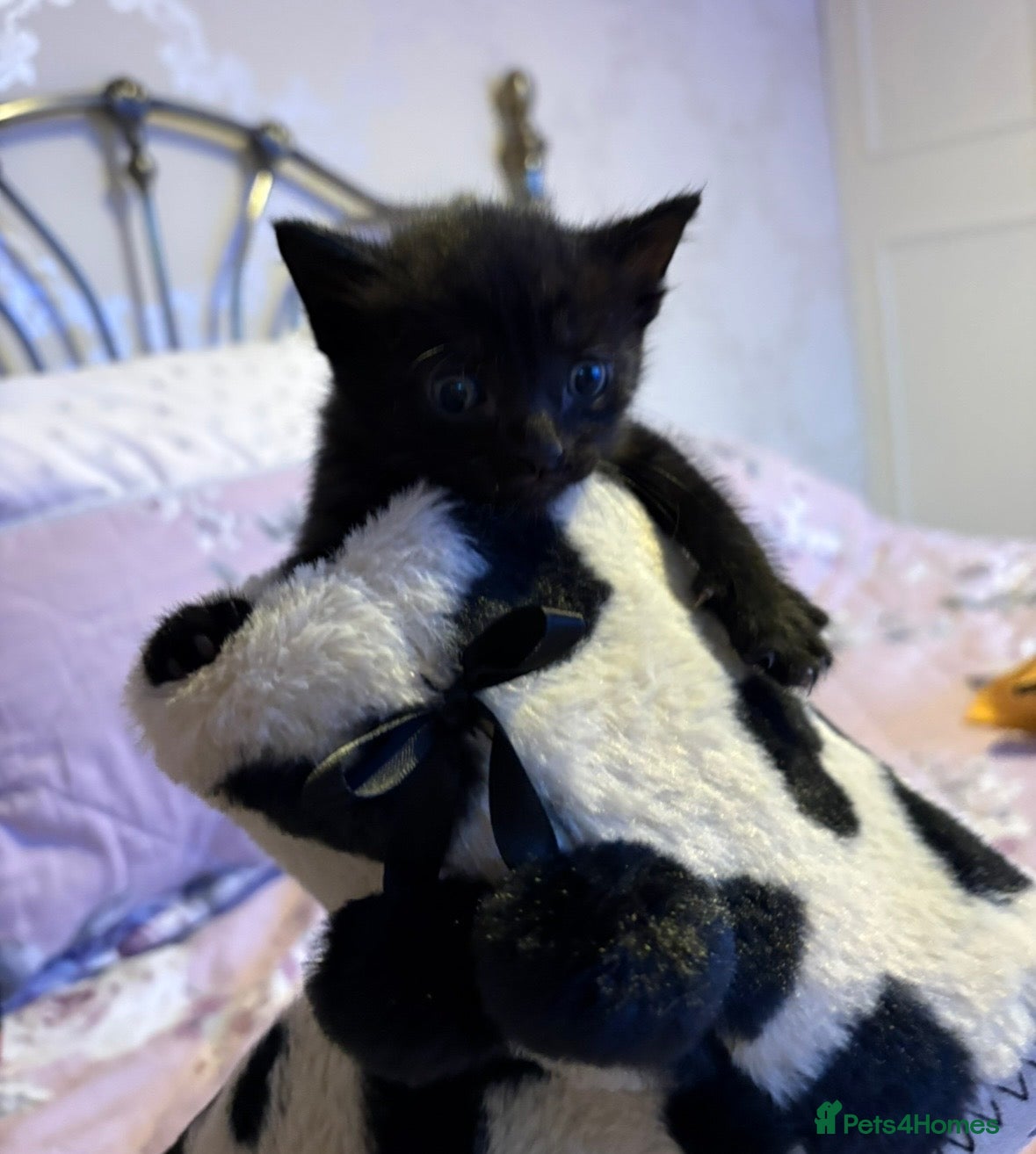 Mixed Breed cats Last Two Small Babies - Proce Drop - Advert 1