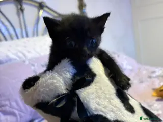 Mixed Breed cats Last Two Small Babies - Proce Drop - Advert 2