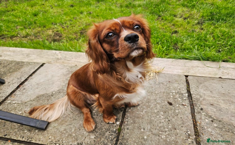 Cavalier King Charles Spaniel dogs - Advert 11