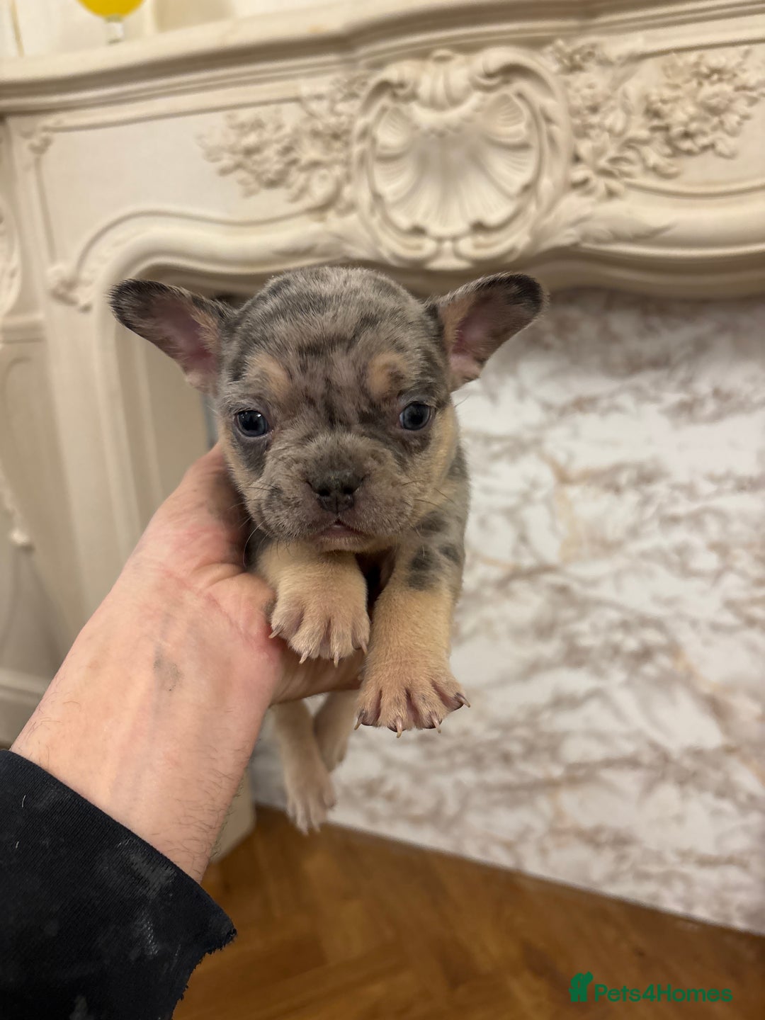 French Bulldog dogs for sale: Unique litter! - Advert 4