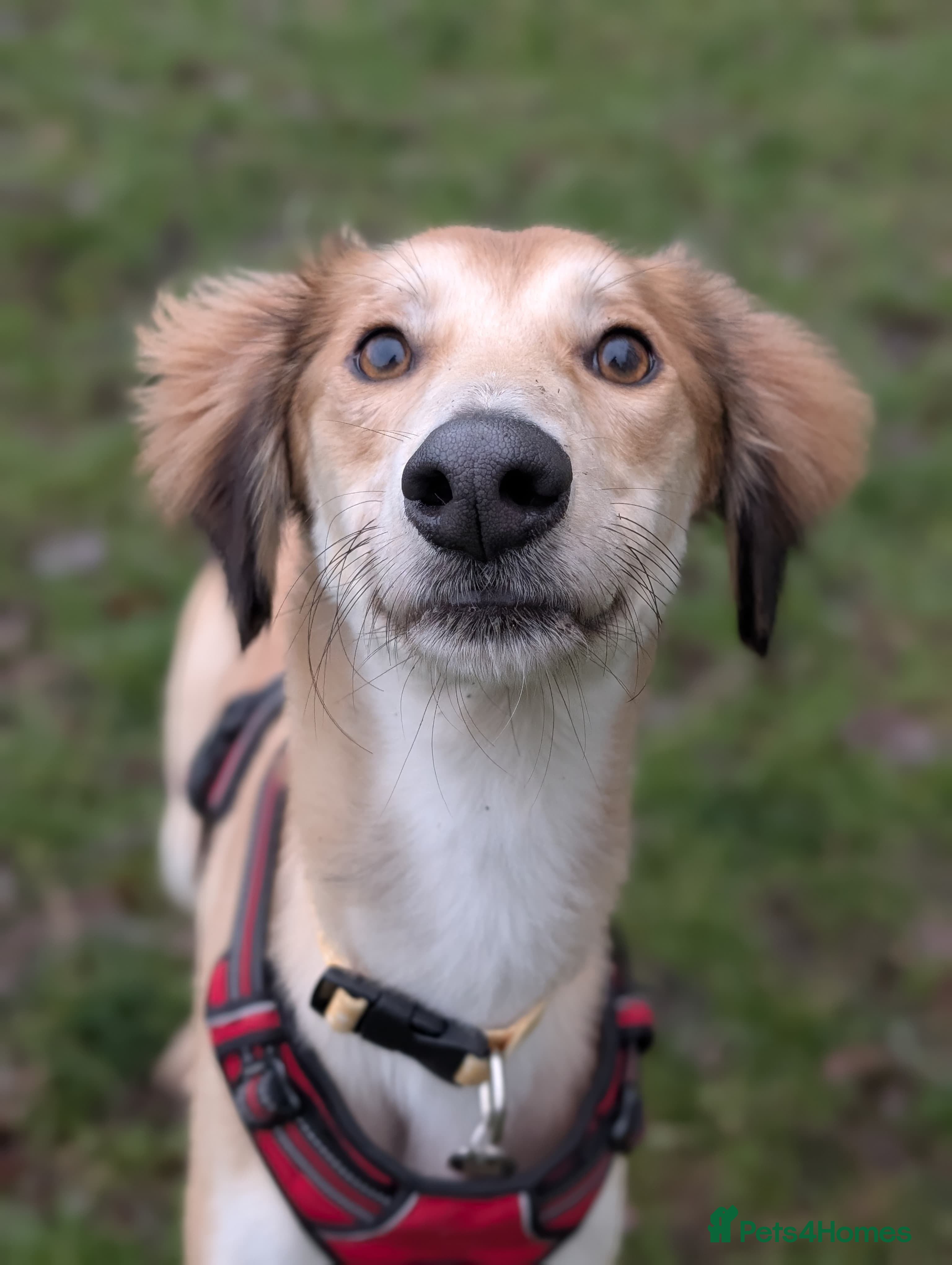 Saluki dogs Falkor - Advert 15