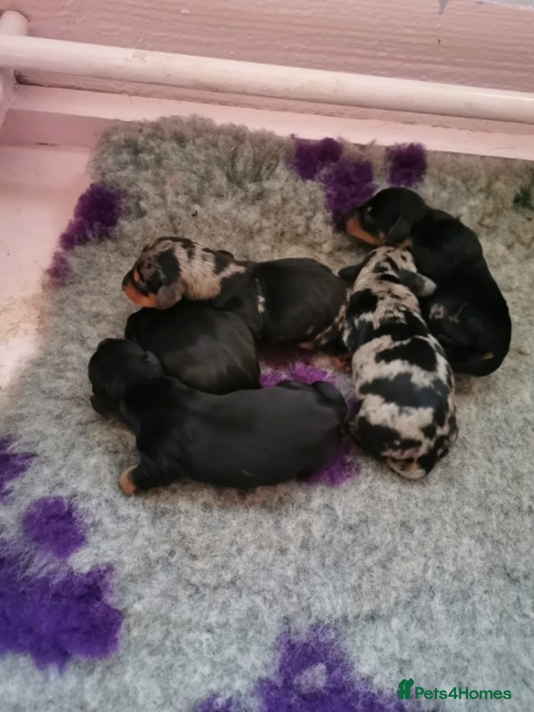 Miniature Dachshund dogs for stud: 4kg KC tiny expert STUD solid genes 100% record in Rochdale - Advert 12