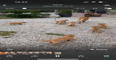 Labrador Retriever dogs - Advert 13