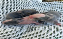 Mini Lop rabbits for sale: 3 beautiful mini lop rabbits for sale  - Image 2