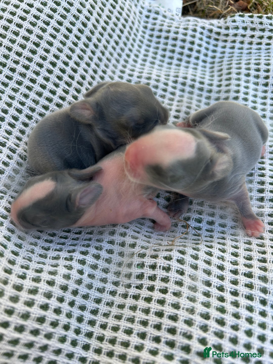 Mini Lop rabbits for sale: 3 beautiful mini lop rabbits for sale  - Image 2