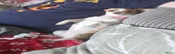 Chihuahua dogs for sale: Female chihuahua needs rehoming - Advert 5