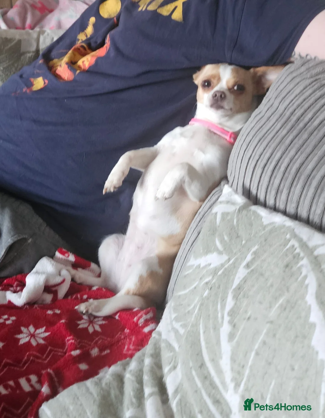 Chihuahua dogs for sale: Female chihuahua needs rehoming - Advert 5