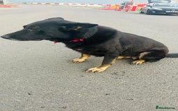 German Shepherd dogs for sale: 🐾 Trained German Shepherd “Cuba”Loving Family Dog - Image 2