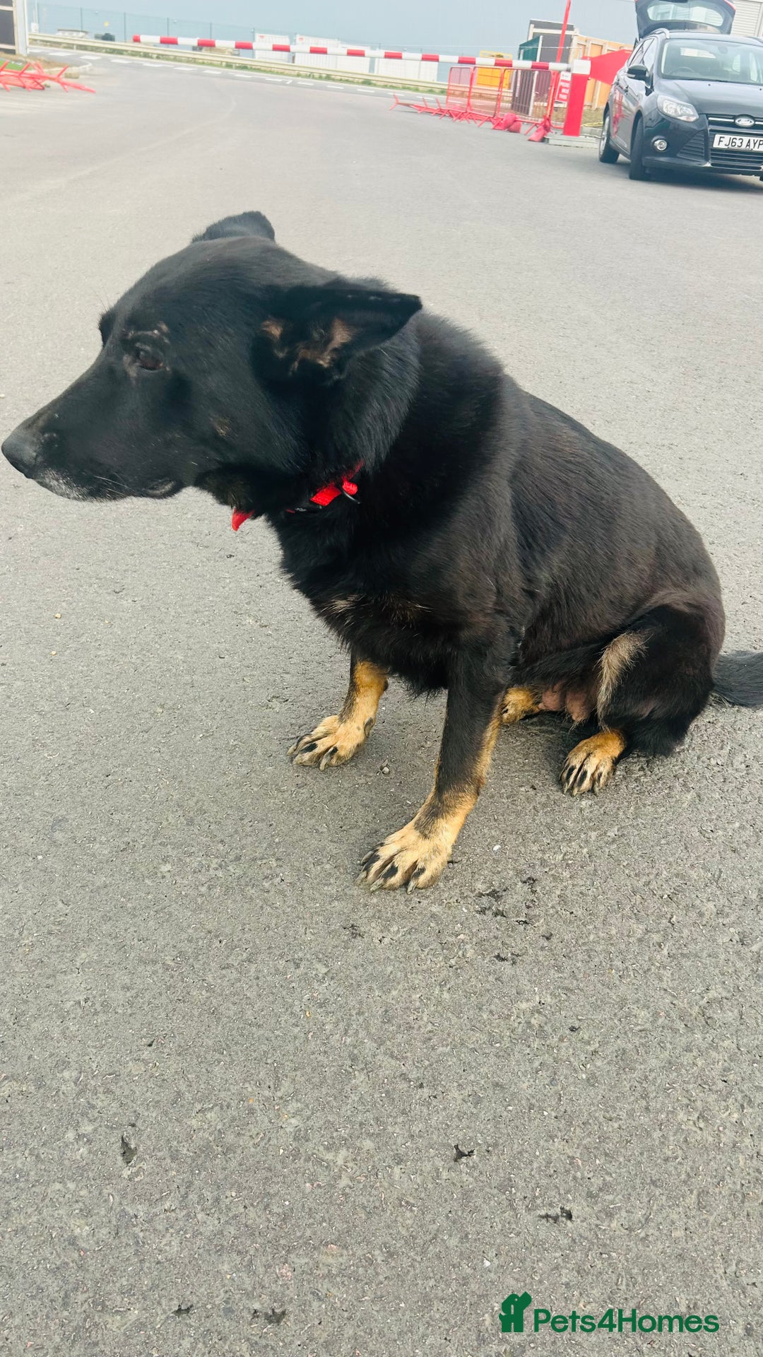 German Shepherd dogs for sale: 🐾 Trained German Shepherd “Cuba”Loving Family Dog - Image 2