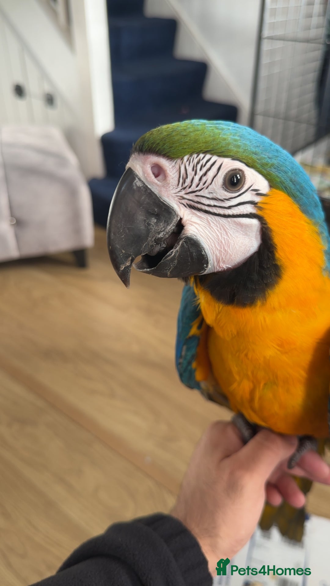 Macaws birds for sale: Hand reared tame Baby blue and gold macaw - Advert 2