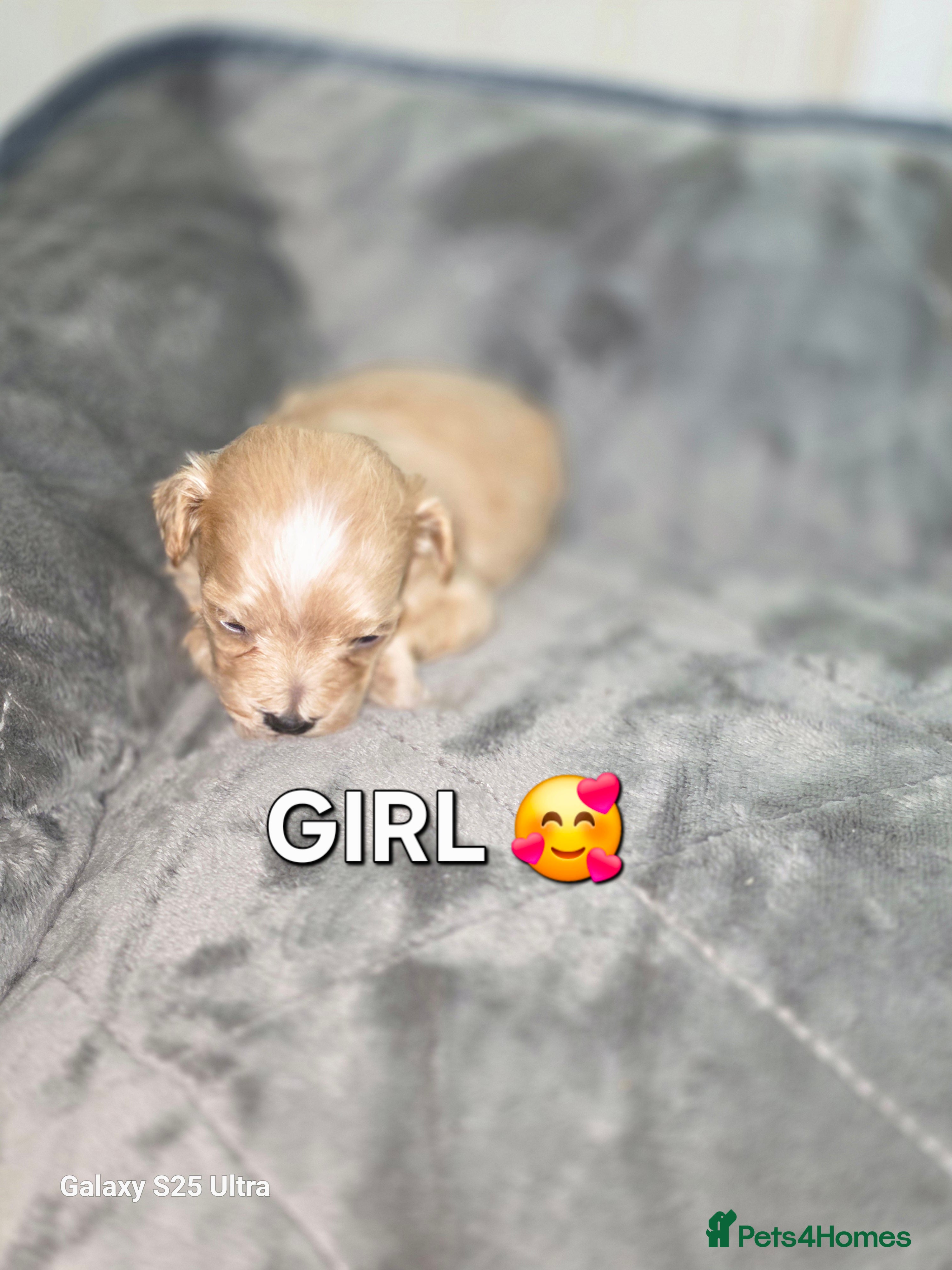 Maltipoo dogs for sale: F1 Adorable Maltipoo Puppies  - Advert 4