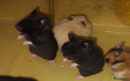 Hamster rodents for sale: Beautiful male and female Syrian hamsters  - Image 7