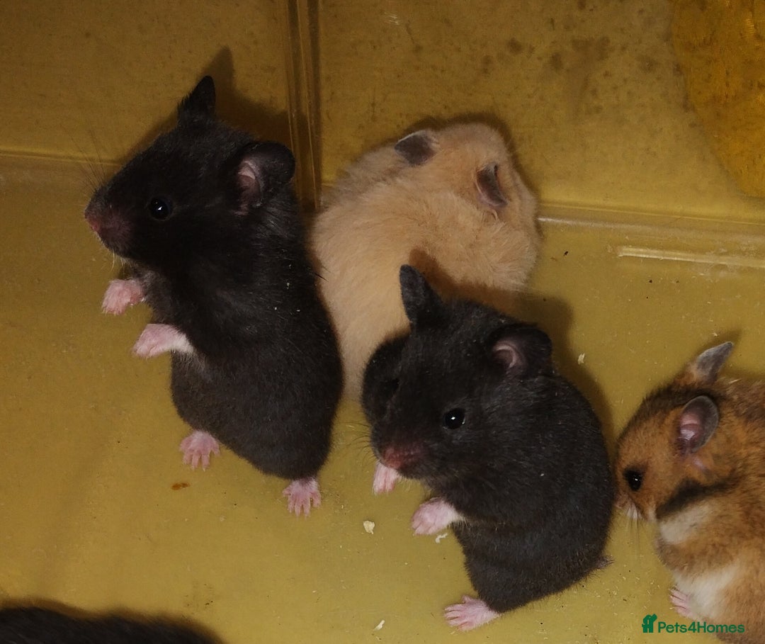 Hamster rodents for sale: Beautiful male and female Syrian hamsters  - Image 7