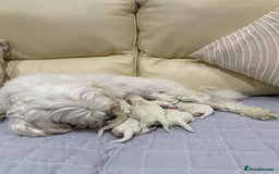 Maltese dogs for sale: Gorgeous pure white Maltese puppies! - Image 3