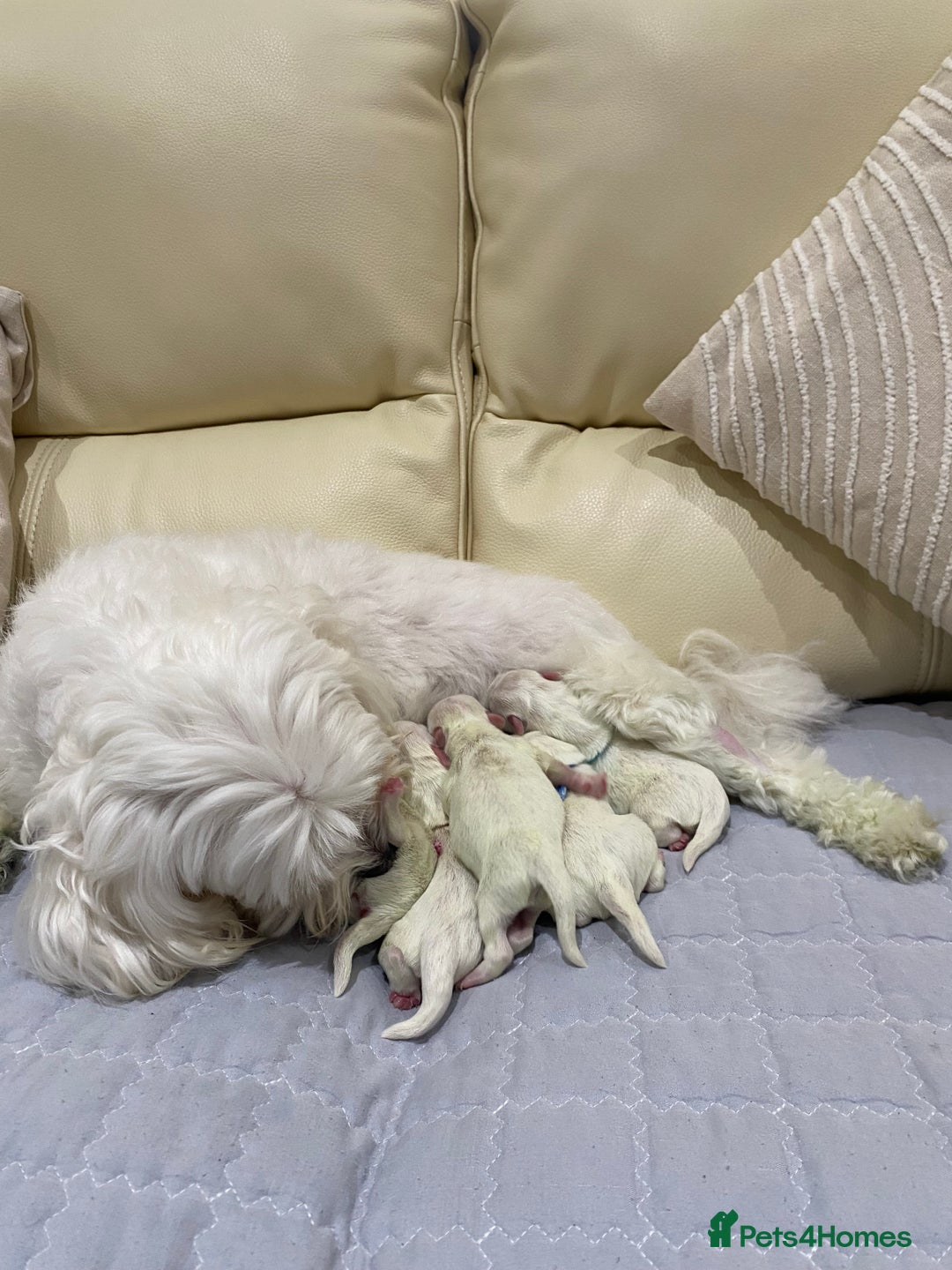 Maltese dogs for sale: Gorgeous pure white Maltese puppies! - Image 3