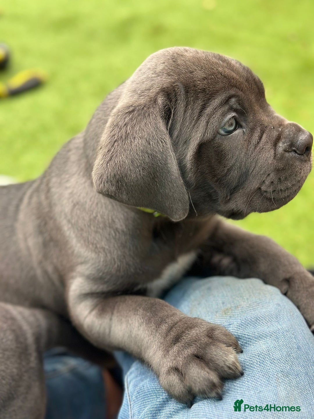 Cane Corso dogs for sale:  Pure breed Cane Corso  Puppies Looking for Homes  - Image 28