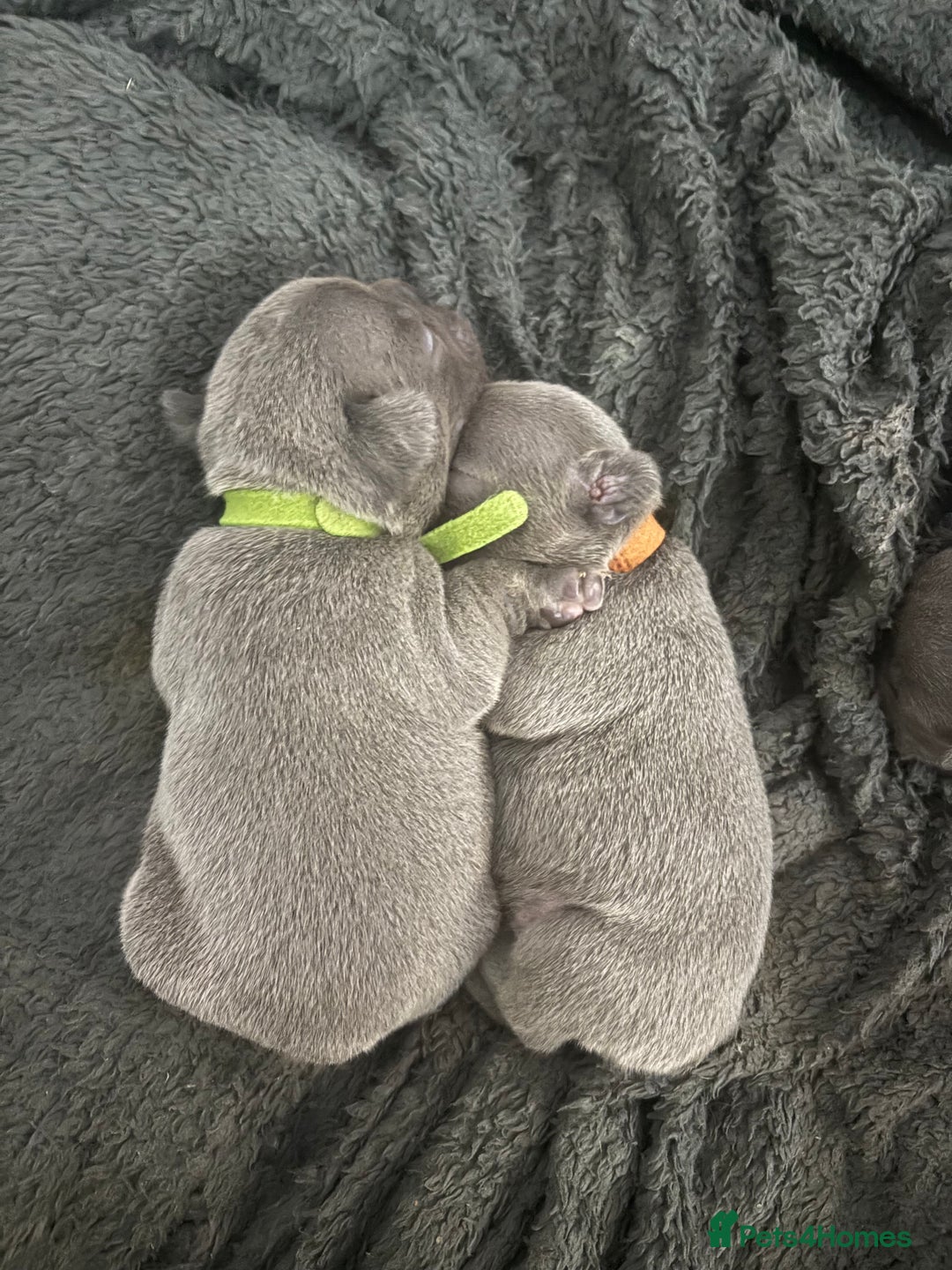 French Bulldog dogs for sale: Beautiful boy looking forever home  - Advert 9