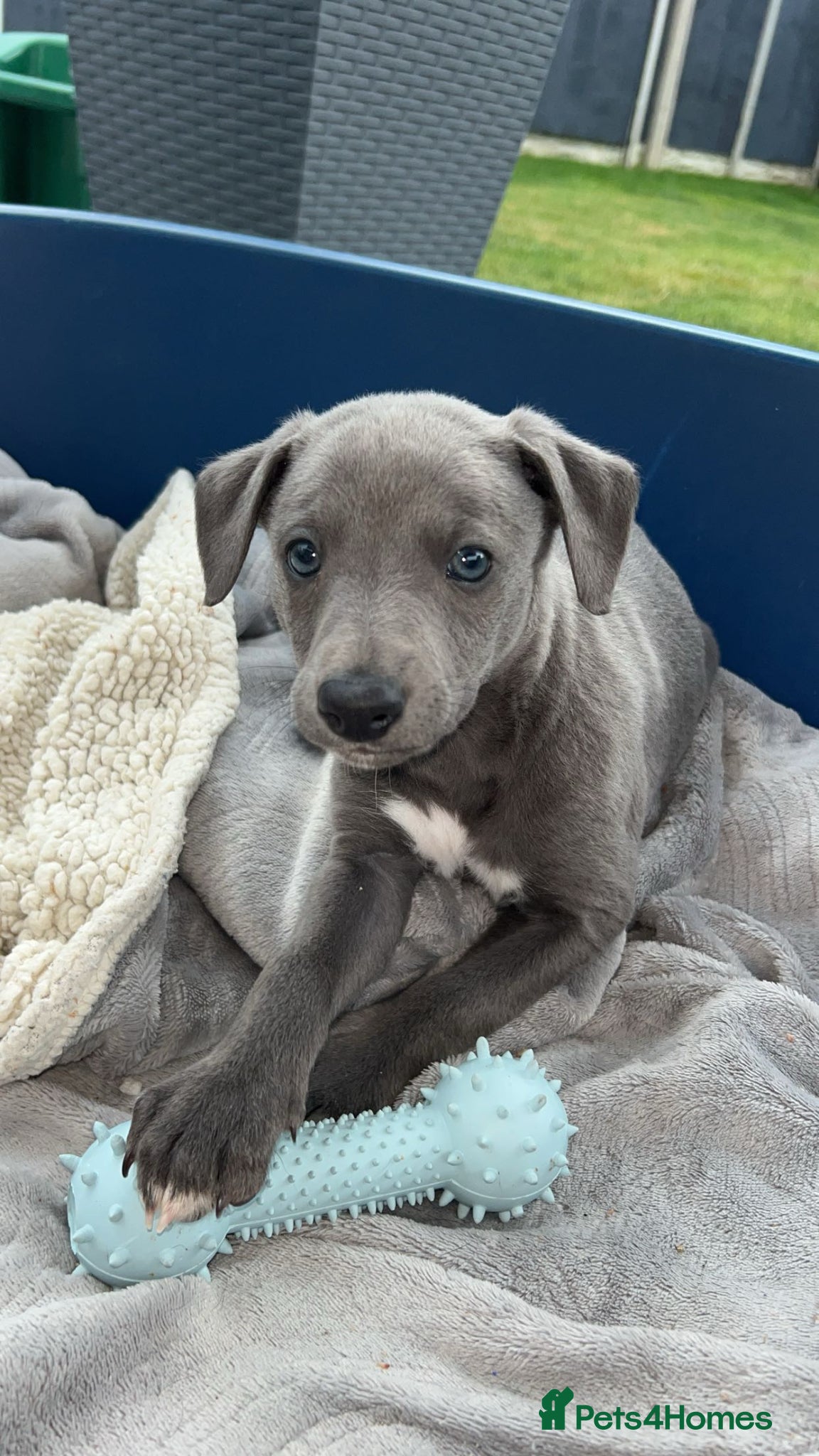 Whippet dogs Stunning kc whippet puppy’s  - Advert 2