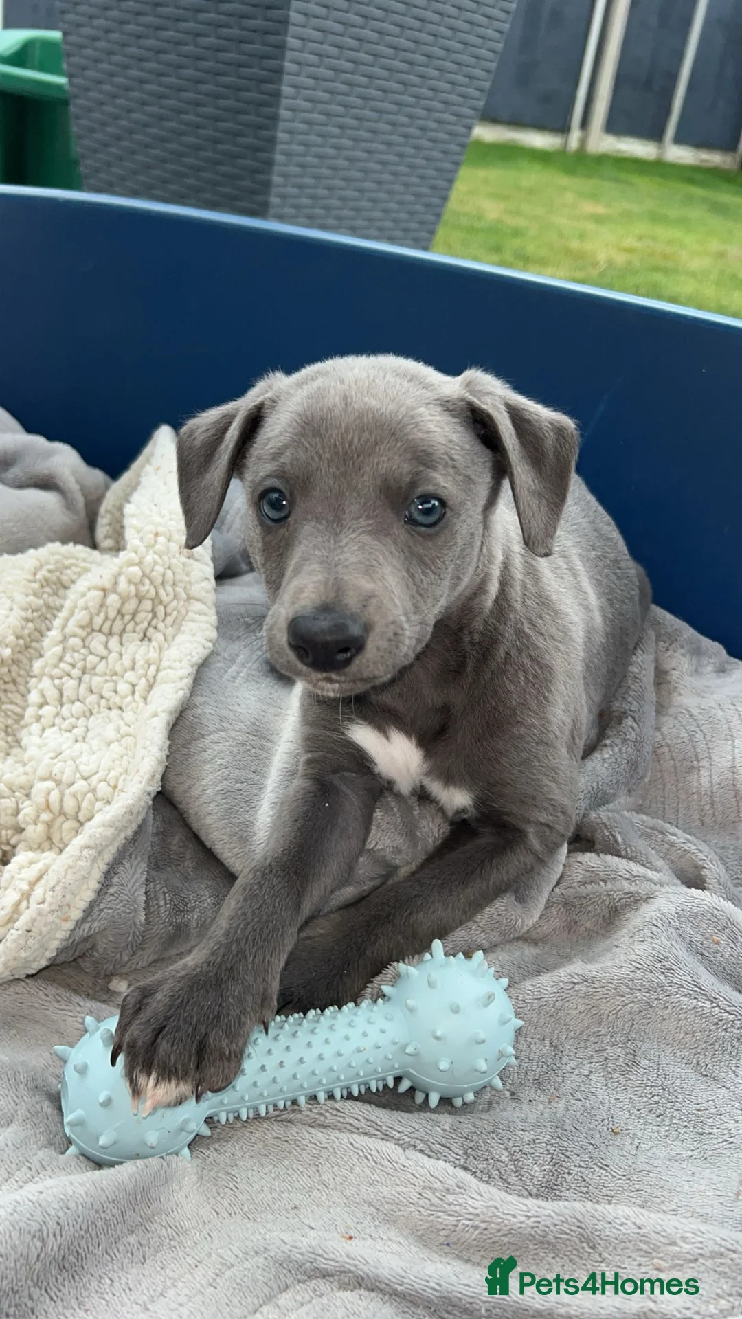 Whippet dogs for sale: Stunning kc whippet puppy’s  - Advert 2