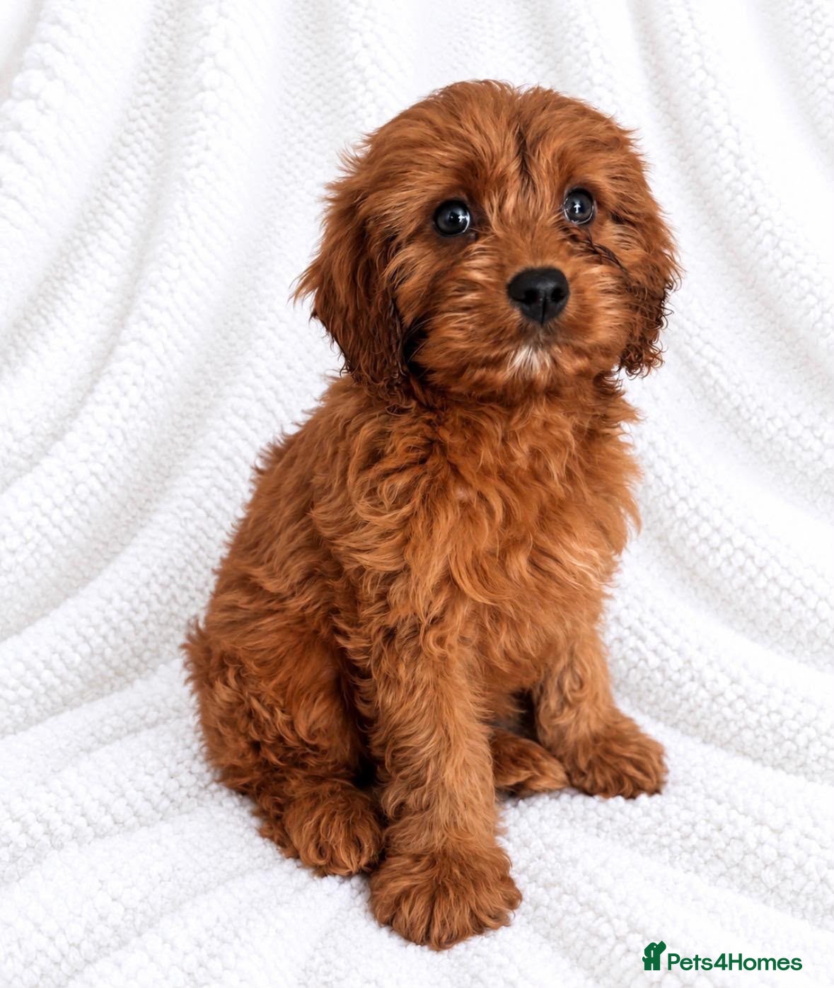 Cavapoo dogs 🐾 Cavapoo Puppies – Ready Now! 🐾 - Advert 1