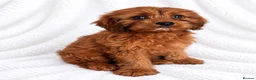 Cavapoo dogs for sale: 🐾 Cavapoo Puppies – Ready Now! 🐾 in Surbiton - Advert 1