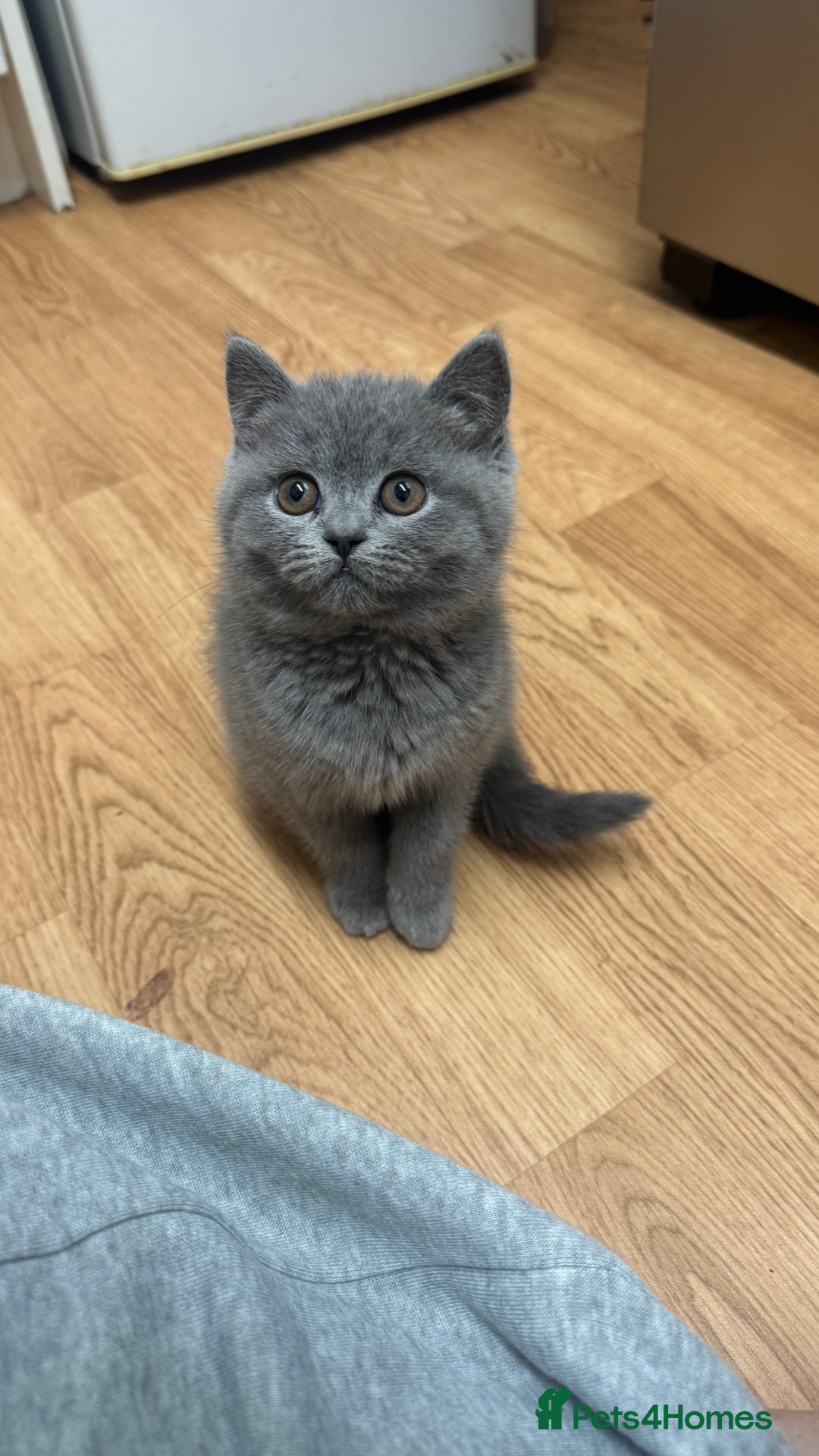 British Shorthair cats for sale: British shorthair female  - Advert 4