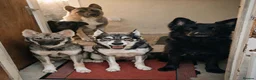 Mixed Breed dogs for sale: Northern inuit cross American akita female  - Advert 8