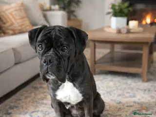 Boxer dogs 5 star licensed breeder - Advert 6