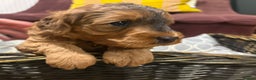 Cockapoo dogs for sale: 💥 Beautiful health checked F1B cockapoos 💥  - Advert 19