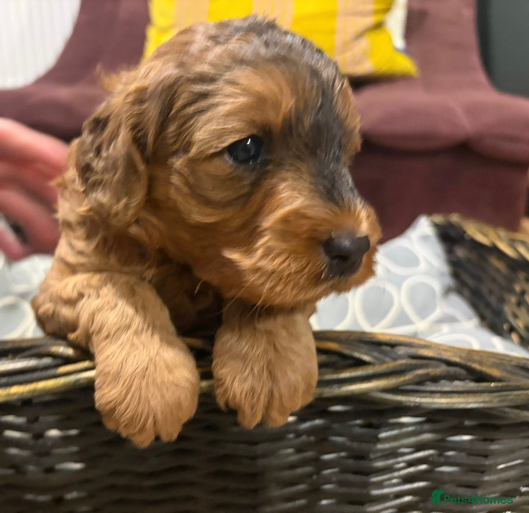 Cockapoo dogs for sale: 💥 Beautiful health checked F1B cockapoos 💥  - Advert 19