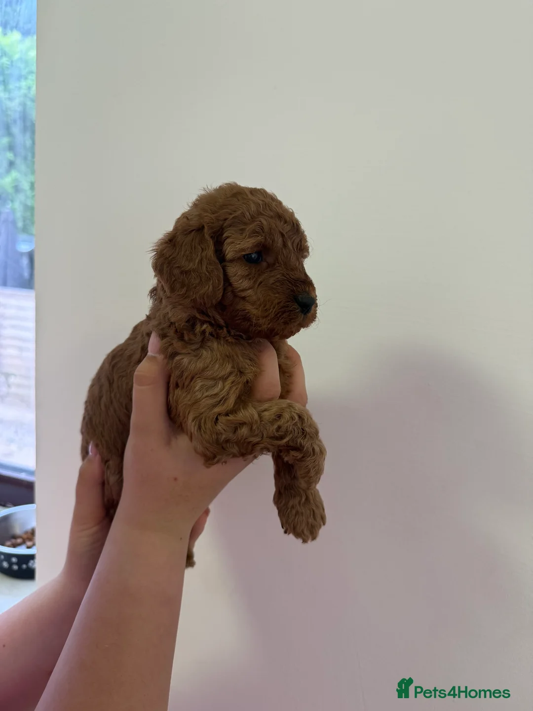 Cavapoo dogs for sale: F1B Cavapoo Puppies Looking For Forever Homes - Advert 2