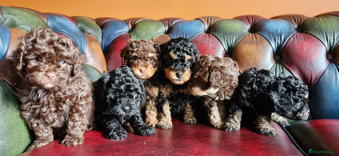 Cavapoo dogs for sale: Gorgeous f1bb Cavapoo pups. Health tested parents  - Advert 28