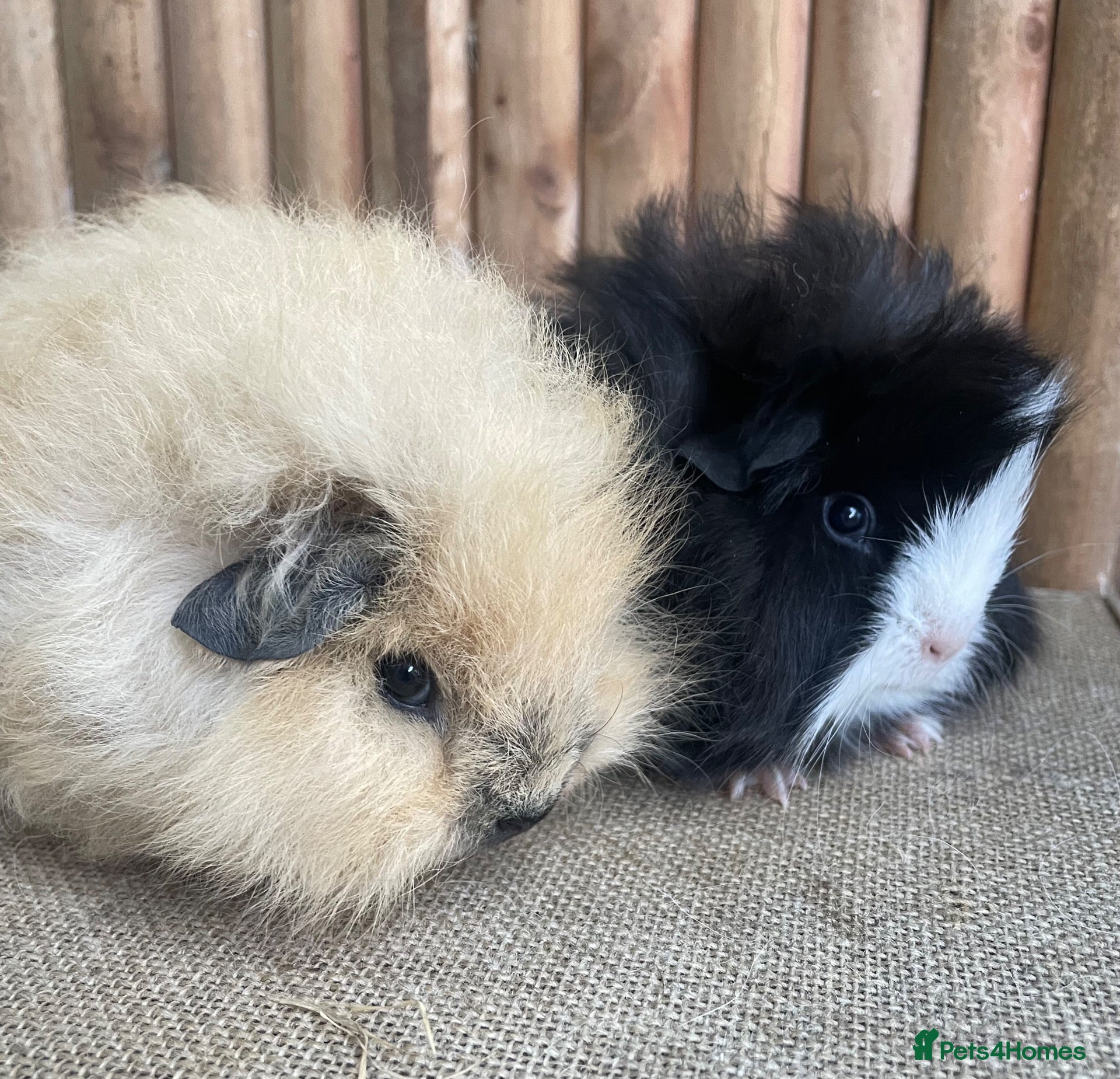 Guinea Pig rodents Baby sows - Advert 8