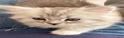 Mixed Breed cats for sale: BRITISH LONGHAIR × DOLLY FACE PERSIAN CHINCHILLA - Advert 11