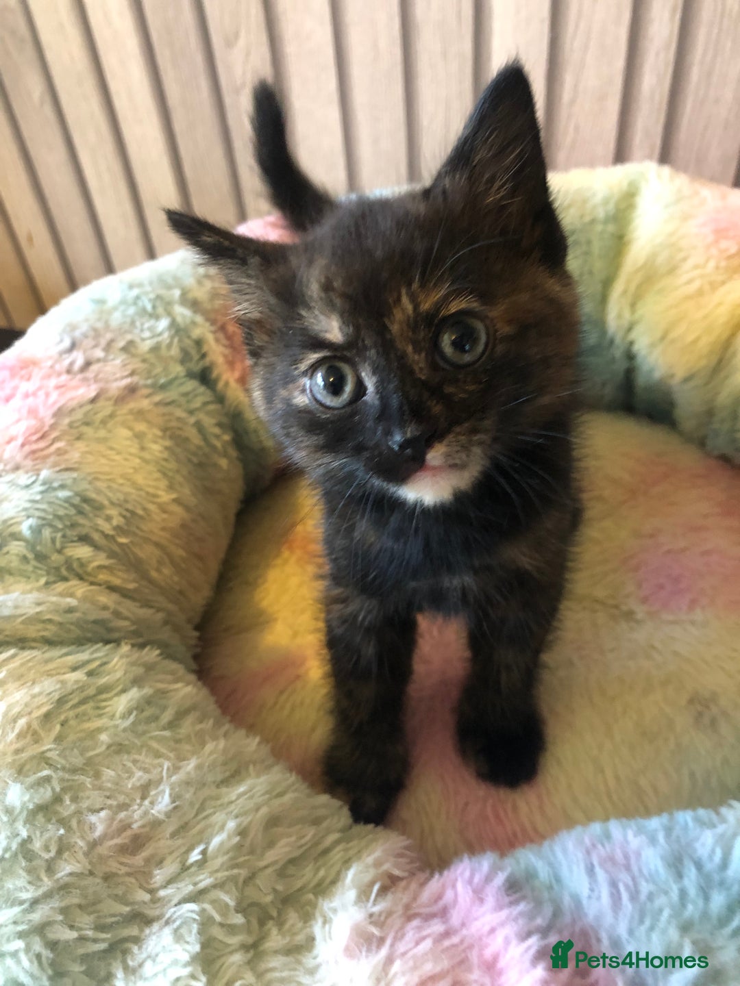 Mixed Breed cats for sale: Tabby boy  - Image 6