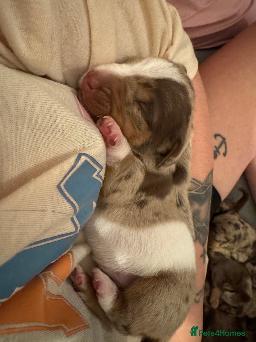 Miniature Dachshund dogs for sale: Miniature dachshund puppies  - Image 3