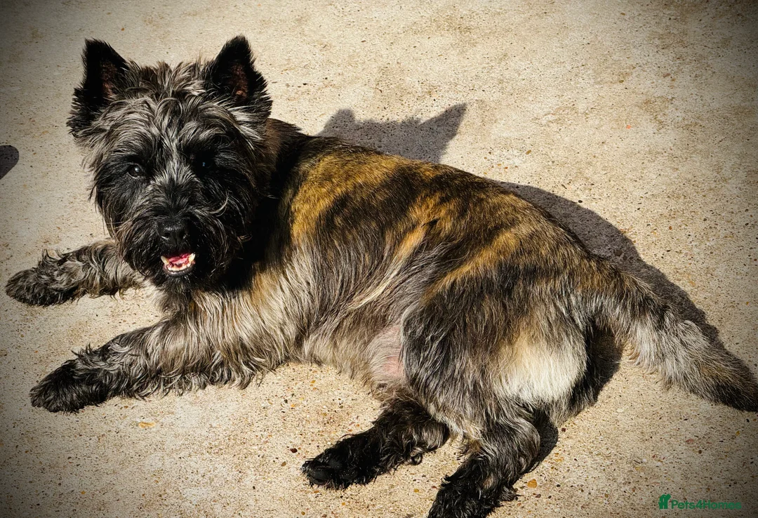 Cairn Terrier dogs for stud: Quality Health Tested & proven stud - Advert 6