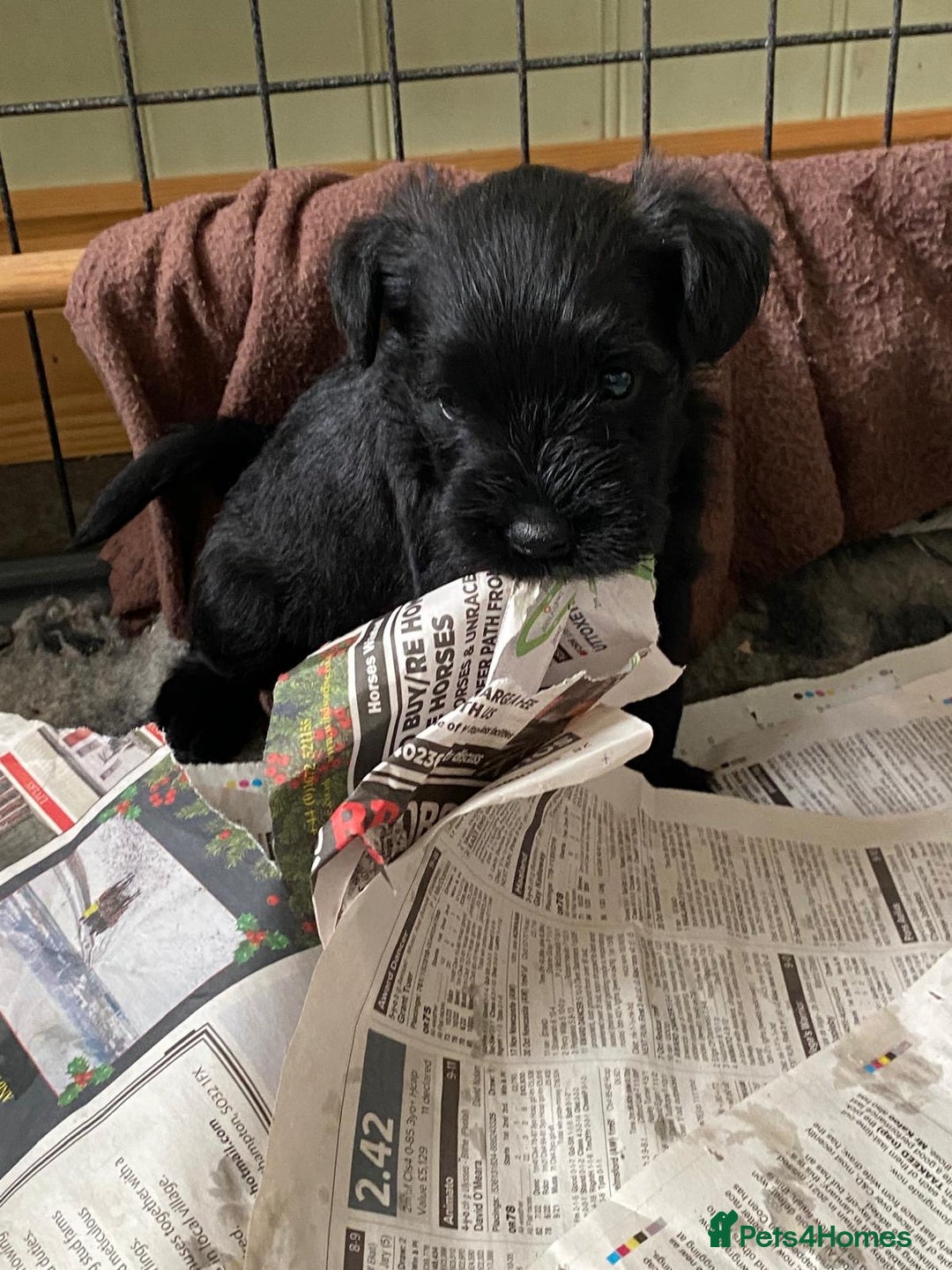 Miniature Schnauzer dogs for sale: 6 adorable Miniature schnauzer puppies  - Image 17