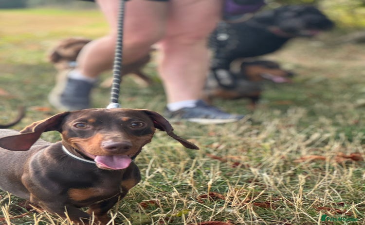 Miniature Dachshund dogs - Advert 12