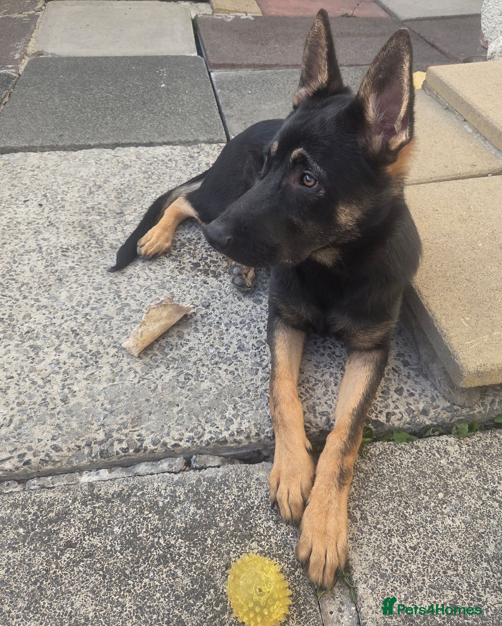 German Shepherd dogs German Shepherd pup (URGENT!) - Advert 7