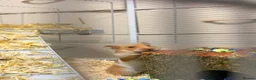 Hamster rodents for sale: 🐹 Male Syrian Hamster + Full Large Habitat 4 cage in Birmingham - Advert 2