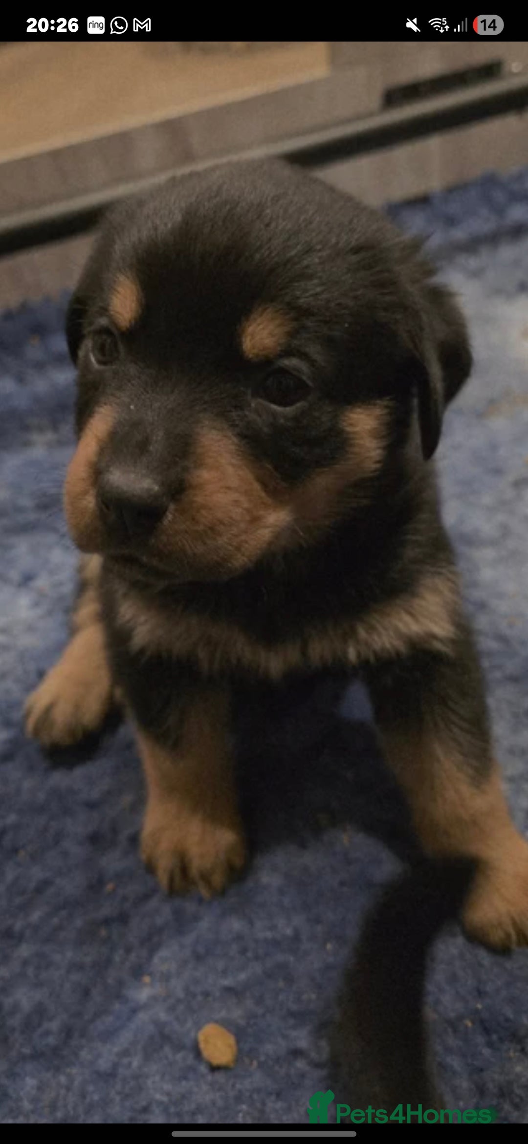 Rottweiler dogs Stunning KC REGISTERED rottweiler pups - Advert 2