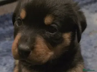 Rottweiler dogs Stunning KC REGISTERED rottweiler pups - Advert 2