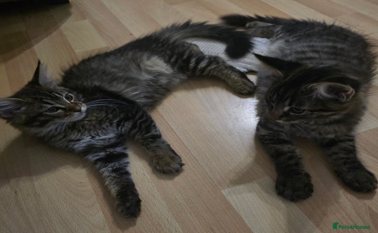 Maine Coon cats - Advert 13