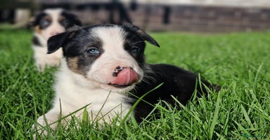 Border Collie dogs - Advert 5